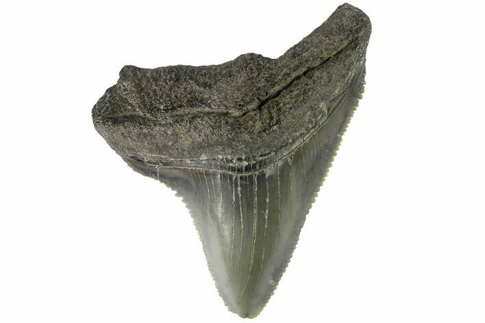Serrated, Juvenile Megalodon Tooth - South Carolina #183063